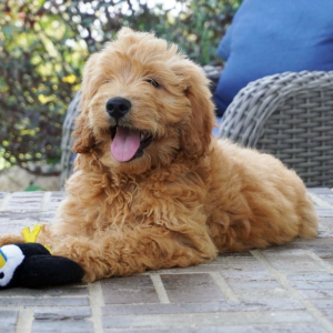 Goldendoodle Puppy Louie