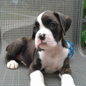 Boxer Puppy Stacie