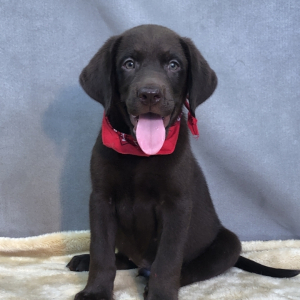 Labrador Retriever Puppy Zane