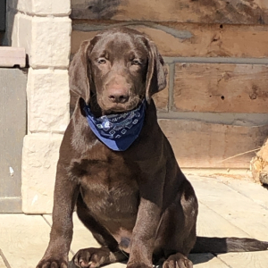 Labrador Retriever Puppy Zibble