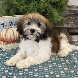 Havanese Puppy Avery