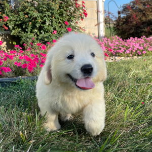 Golden Retriever Puppy Lance