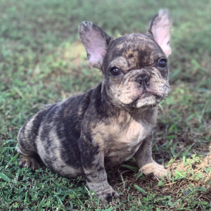 French Bulldog Puppy Leo