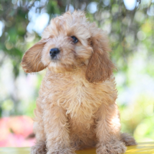Cavapoo Puppy Arthur