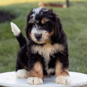 Bernedoodle Puppy Dakota