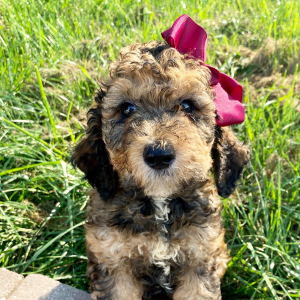 Springerdoodle Puppy Prudence