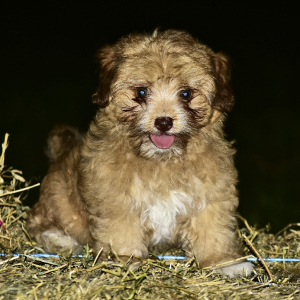 Havapoo Puppy Olivia