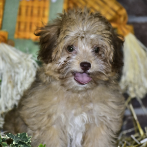 Havapoo Puppy Olivia