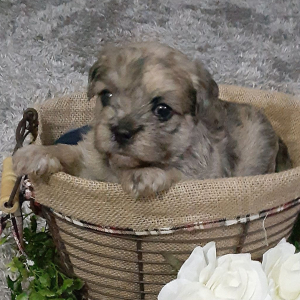 Yorkiepoo Puppy Hank