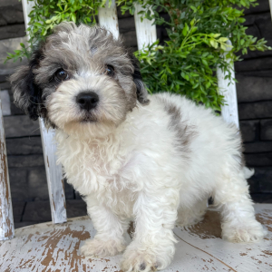 Bichonpoo Puppy Benson