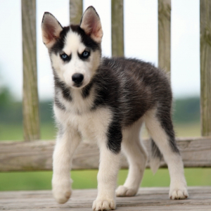 Siberian Husky Puppy Cappuccino