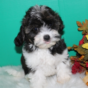Cavapoo Puppy River