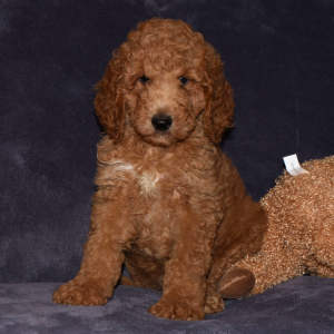 Poodle Puppy Ryle