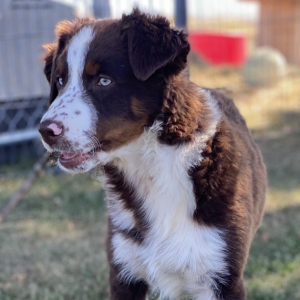 Australian Shepherd Puppy Wilson