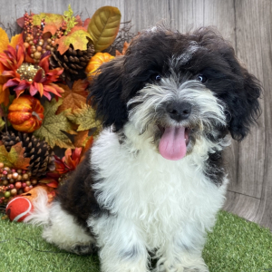 Havanese Puppy Richie