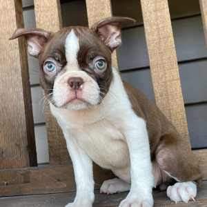 Boston Terrier Puppy Amelia