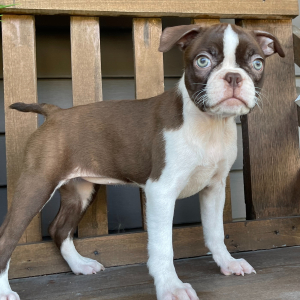 Boston Terrier Puppy Amelia