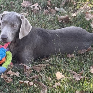Labrador Retriever Puppy Pearl