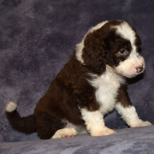 Aussiedoodle Puppy Diva
