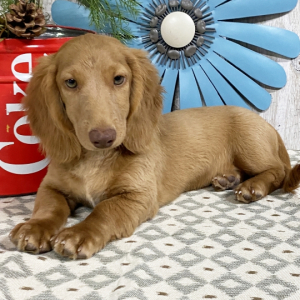 Dachshund Puppy Lyle