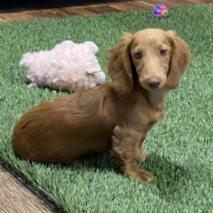 Dachshund Puppy Lyle