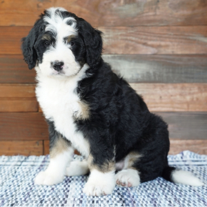 Bernedoodle Puppy Dottie
