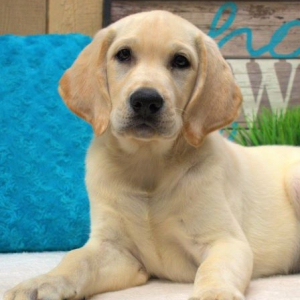 Labrador Retriever Puppy Rascal