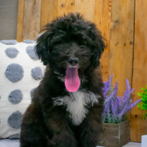 Aussiedoodle Puppy Izzy