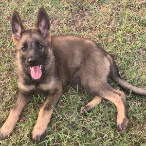 German Shepherd Dog Puppy Mocha