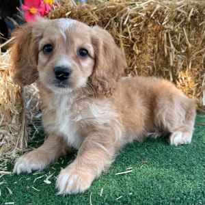 Cockapoo Puppy Zelda