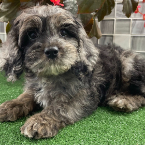 Cockapoo Puppy Winter