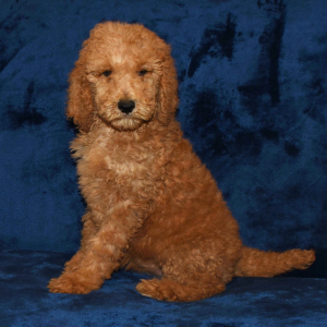 Poodle Puppy Jency