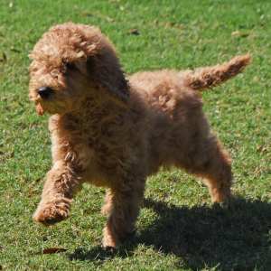 Poodle Puppy Jency