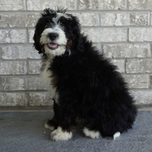Bernedoodle Puppy George