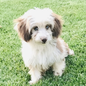 Aussiedoodle Puppy Cherry