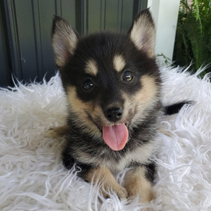 Pomsky Puppy Coco
