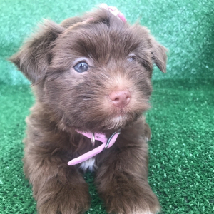 Havanese Puppy Havana