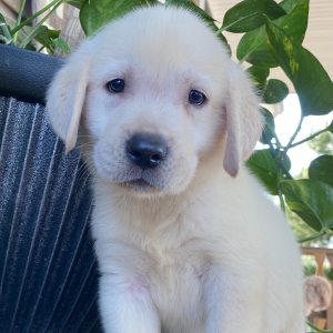 Labrador Retriever Puppy Danny