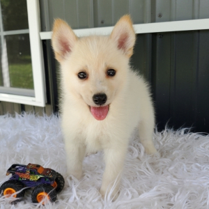 Pomsky Puppy Ruffy
