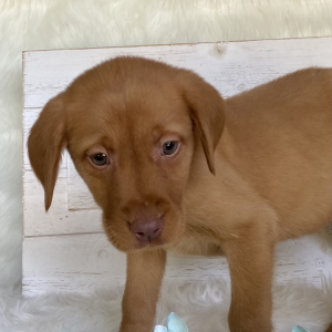 Labrador Retriever Puppy Bolt