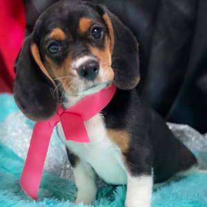 Beagle Puppy Sugar Baby