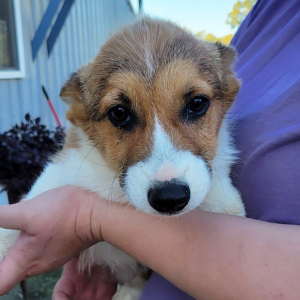 Pembroke Welsh Corgi Puppy Tate