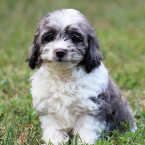 Cockapoo Puppy Merlin