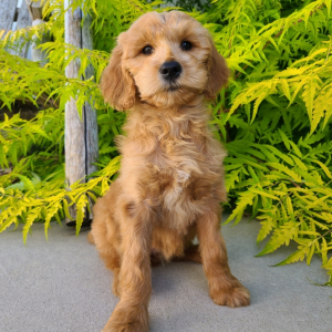 Goldendoodle Puppy Jemma