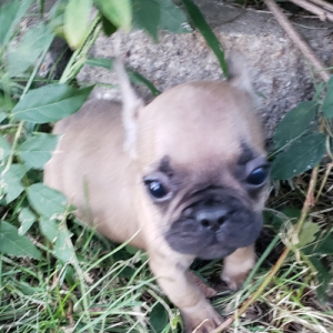French Bulldog Puppy Laddy