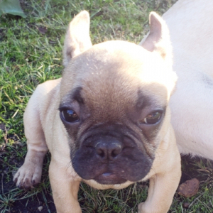 French Bulldog Puppy Laddy