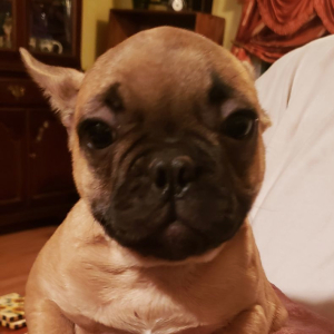 French Bulldog Puppy Laddy