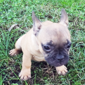 French Bulldog Puppy Lacie