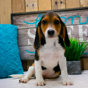 Beagle Puppy Lilly