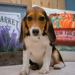 Beagle Puppy Lilly